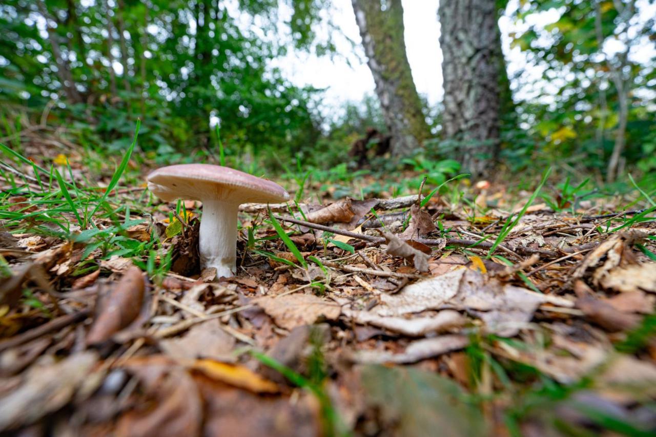 Au Ptit Bois Charmant La-Roche-en-Ardenne Eksteriør bilde